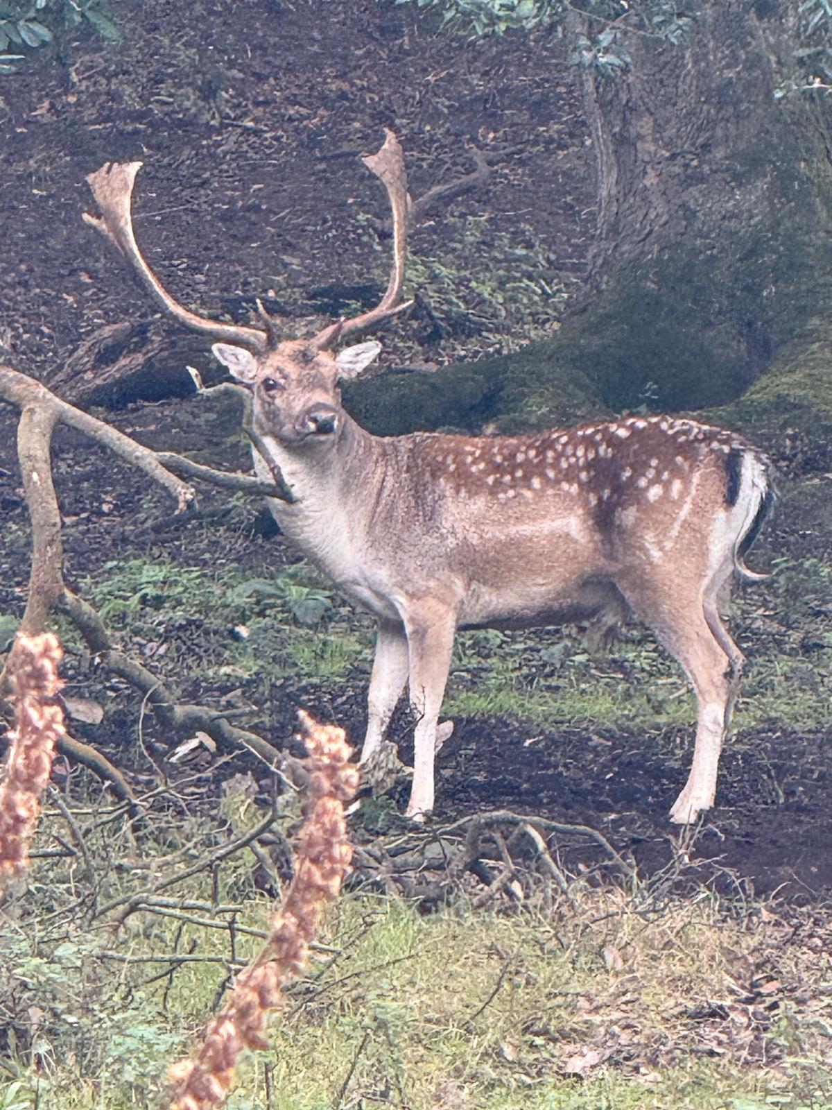 Stag